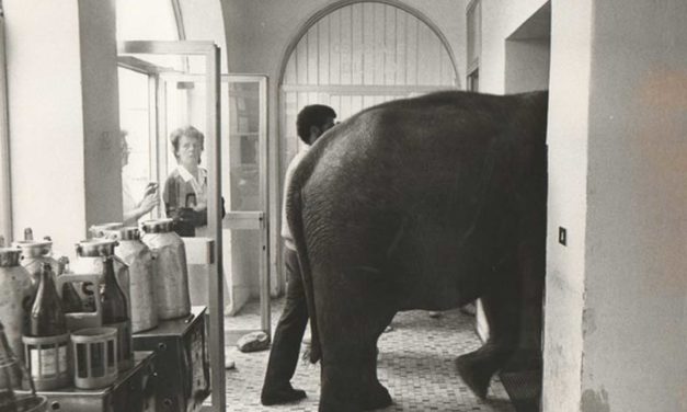 Un elefante in una camera d’ospedale!!!!!